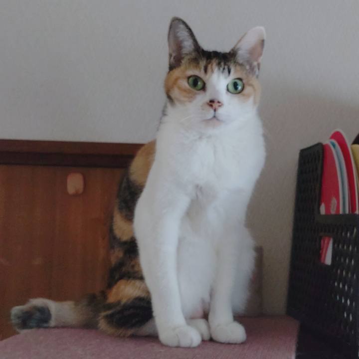 613a1baa 60e8 4760 8220 be049dd92464 1679356556668