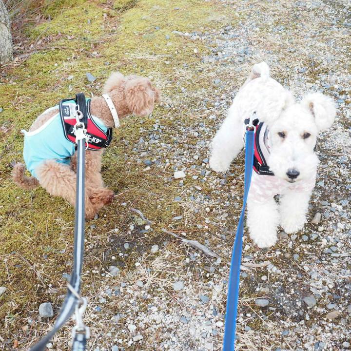 61466eb3 6c8c 44e7 9524 6a3adf21b2ba 1519099879944