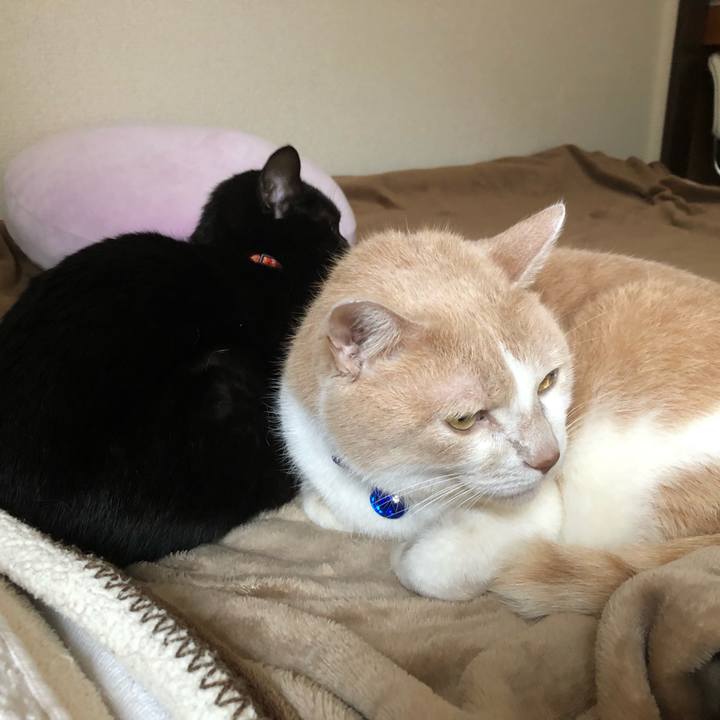 6146eb9d f353 442b 8ace 44e3b3004a9b 1541297959943