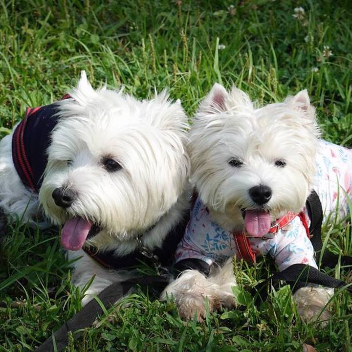 6147ad5e 3ab7 4357 a195 5a51c7b0cbd5 1530100883211