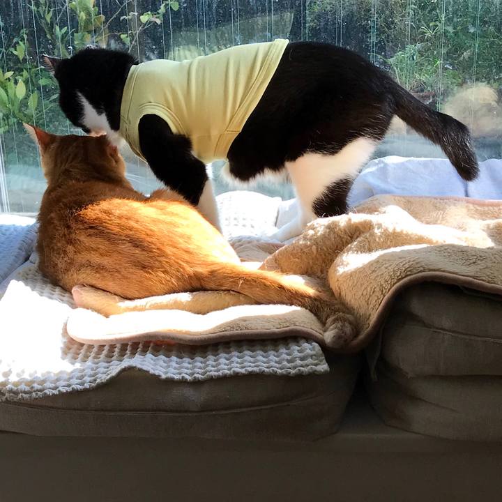 614c7bfe 687e 40db a1e2 fffca778aed5 1539759360706