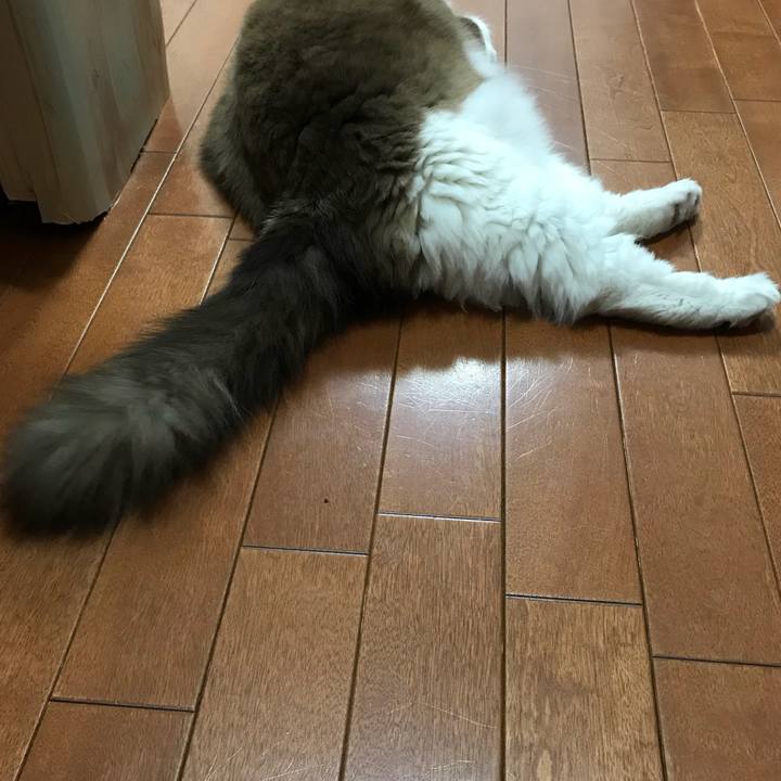 614cf2c5 4ba8 4290 b6f7 4749117d2256 1510235603558