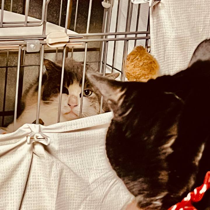 614fb473 0e4d 4c98 88ab c8c58956dcf9 1766718314240