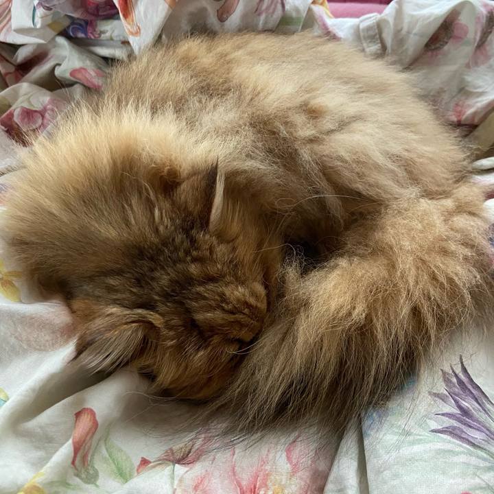 615c092a 636b 4130 b900 eb85ed55f1c4 1618129397294