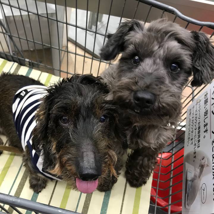 616287ca ce91 45c9 bd8a 9f3358598911 1508497939704