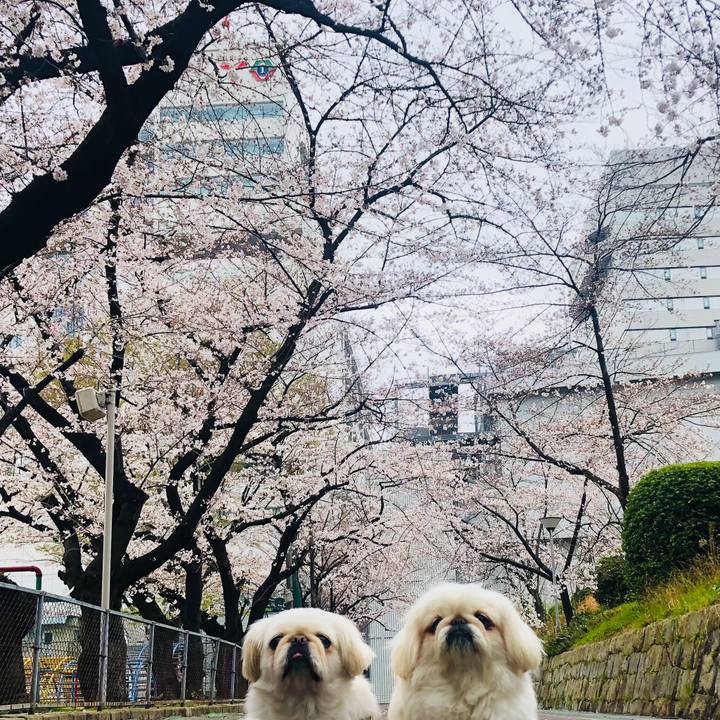 6163700a 9ce9 4b91 bd4e 7841662c8d06 1554042131992