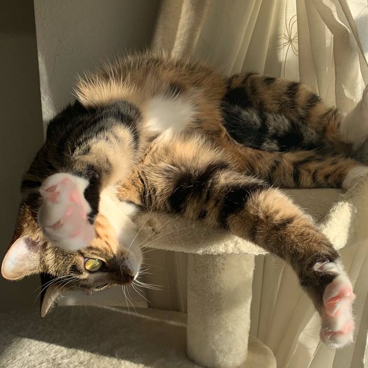 616471c3 9ef0 4f44 9731 97f0a78be672 1545092583646