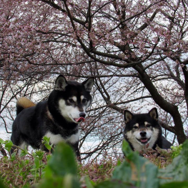 6169ace0 de1a 4c11 af7f 45fb16d2174c 1554773693297