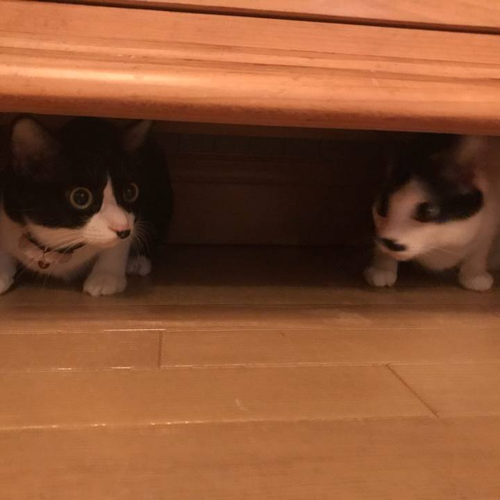 616b8798 2516 47eb a533 945ad153a5bc 1523207130179