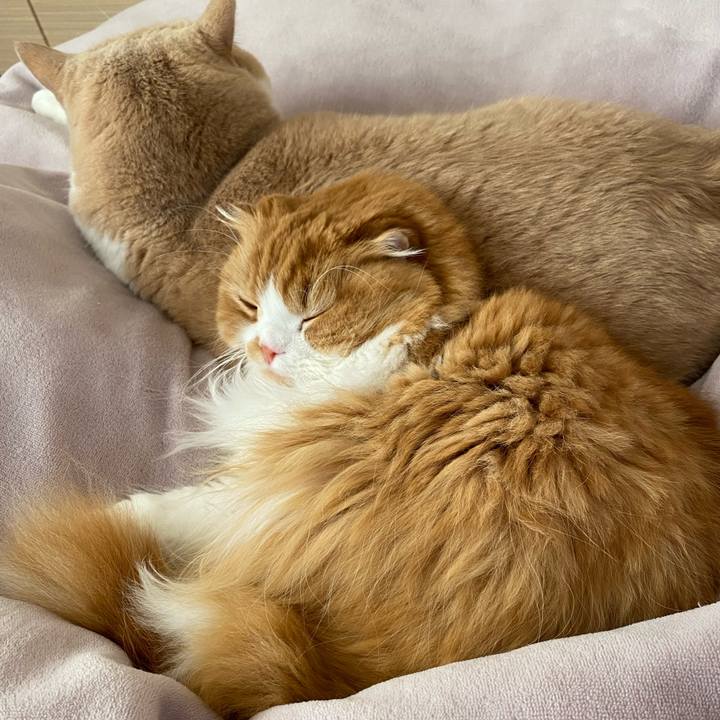 616cde5c 9393 4608 b610 49248e496c92 1604192743637