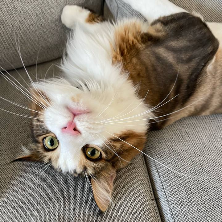 616d9110 0711 402b b8ae 0d96daf2317a 1659390286325