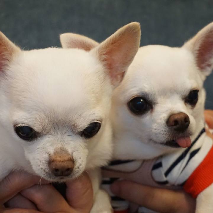 616fcf07 e753 4265 bcb3 87df27ffa092 1537394902526