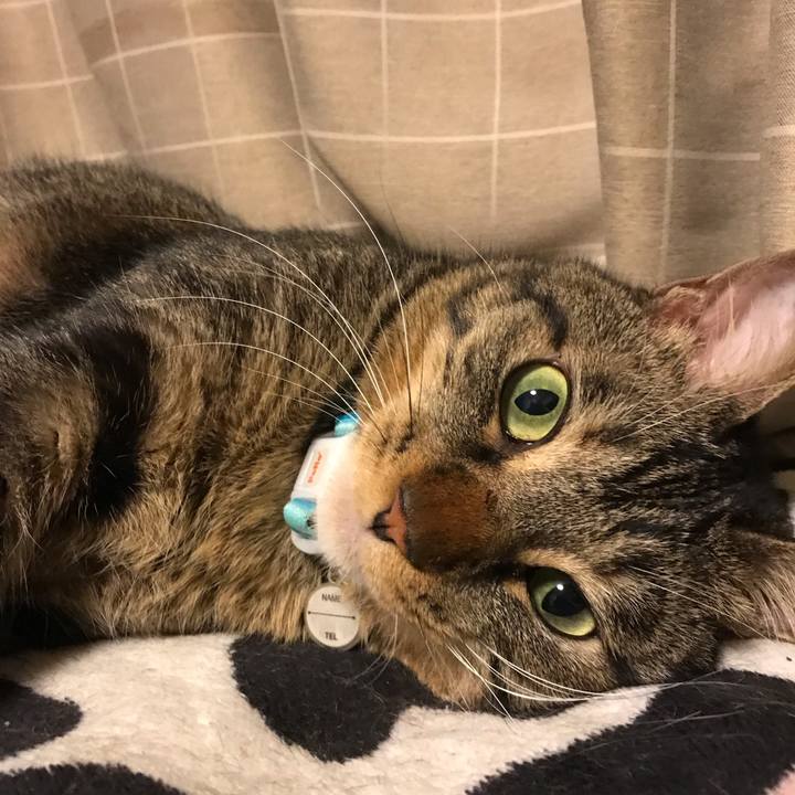 6172ab6f 763f 414a 9b56 2589c0d04941 1540387246662