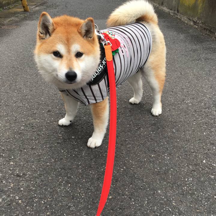 6172f941 23b2 4dc5 9412 447d315b0665 1576971061994