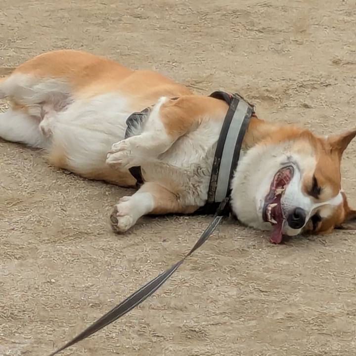 617463e9 0fa4 488e 81d7 c0e8ade723b5 1747636532978