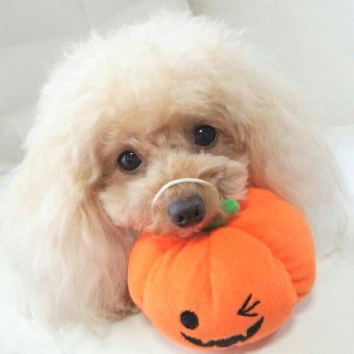 61753db9 7a91 479a 93d1 477bb3320347 1537272758444