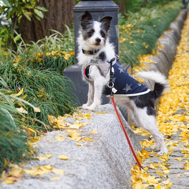 61755d34 a086 437b ae3d 3cce798a0d32 1542705918563