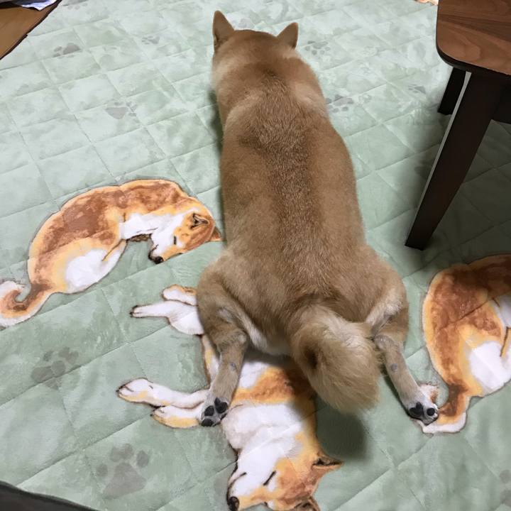 6177f4dd 42c8 4630 a30c c900fd633091 1539767240416