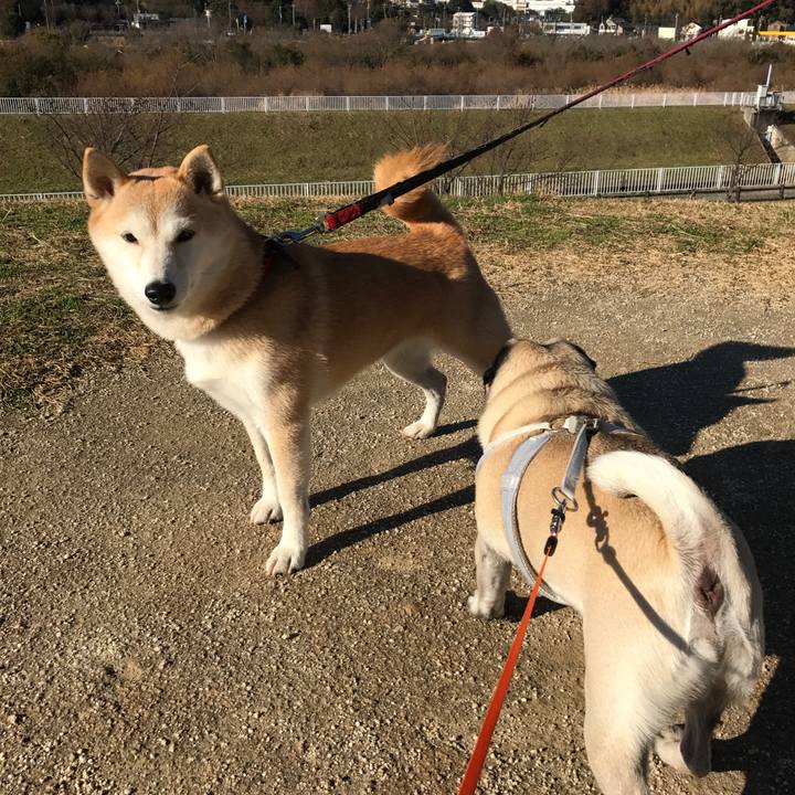 6178df69 9a55 4b15 85fa 99ec2bcae148 1512791974516