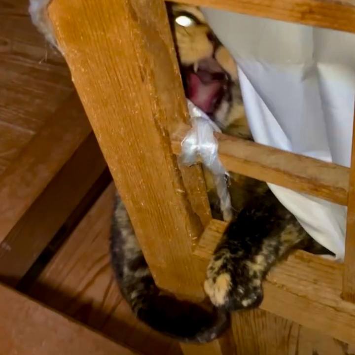 61790528 37fc 4927 9876 d4cc48a581f7 1738268458560