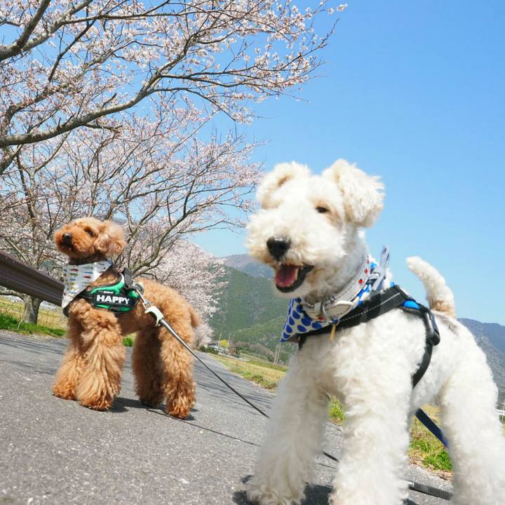 617b144b 5590 4569 bb34 d572f2fc18c0 1522488254372