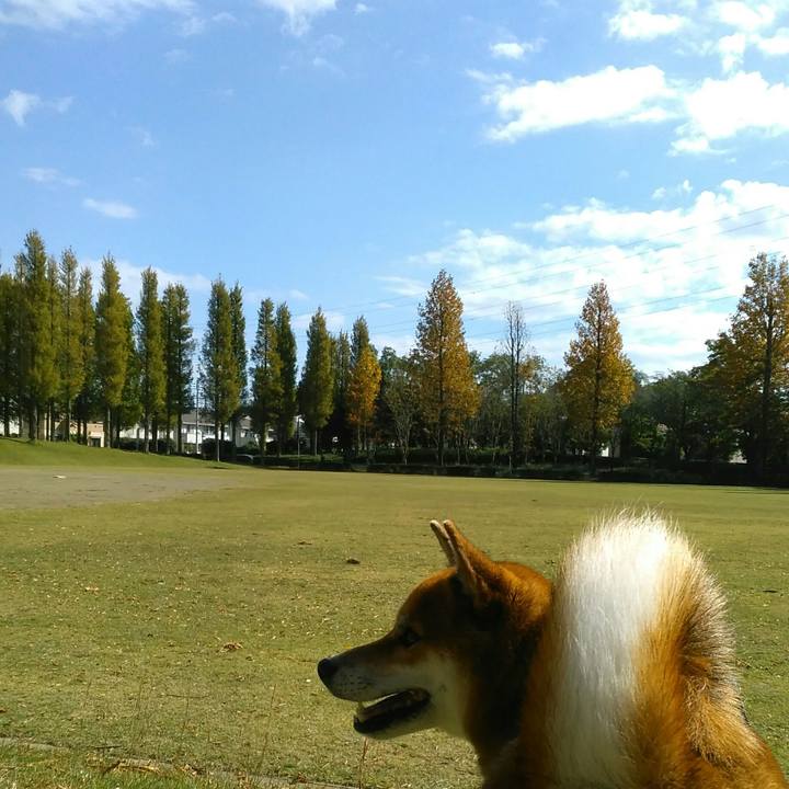 617bb19c 17ff 4cfa 9693 e2f31a7488c9 1509416990103