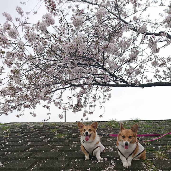 617d51ed d7e2 4619 9fae 84945af35463 1554620134907