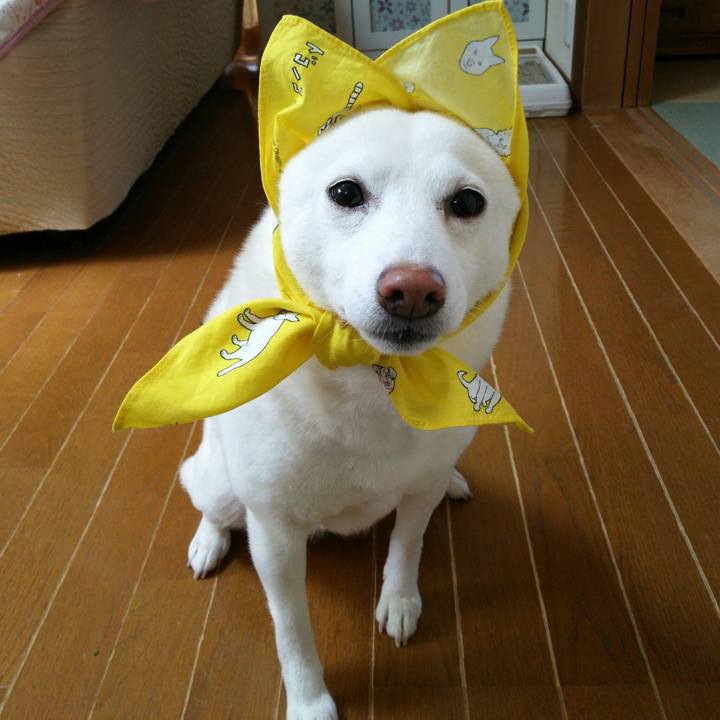 617f83e1 2a45 4a80 a7c6 1fafdc5d5c1f 1554076275071