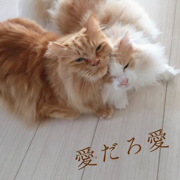 617fc9b2 c902 41bf a843 bb4eb1625f62 1557104511339