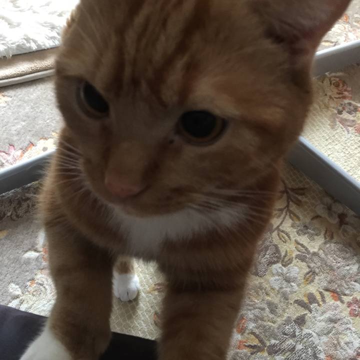 618068f9 f489 4d90 9c82 b8099bf1866e 1538352196805