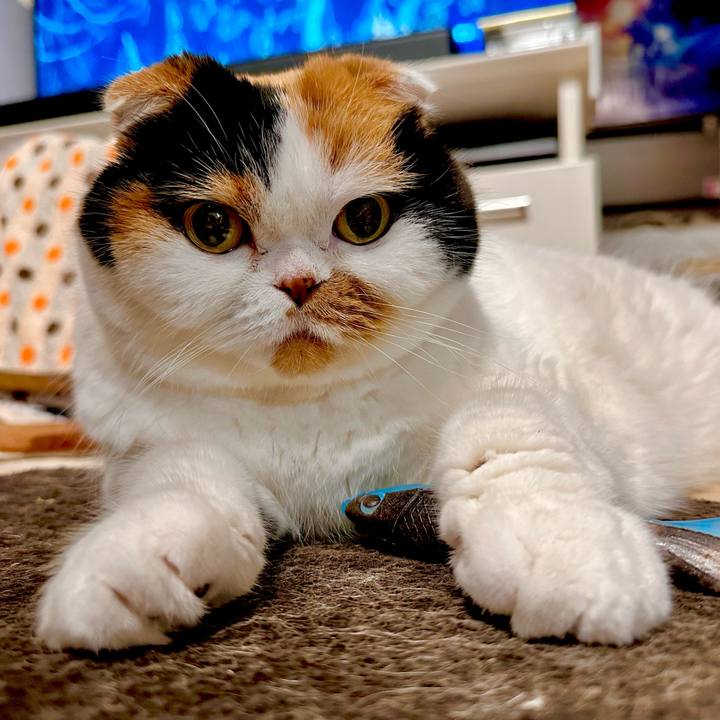 61837021 df69 4f9c a47f 6069e2ecc2ce 1699273906281