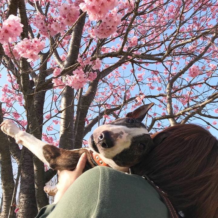 61850892 f701 47fd 99e7 b07e0d1dce7a 1521966691203