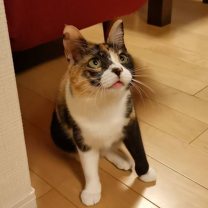 61856068 883b 44fe a494 8167868e9af6 1611153522285