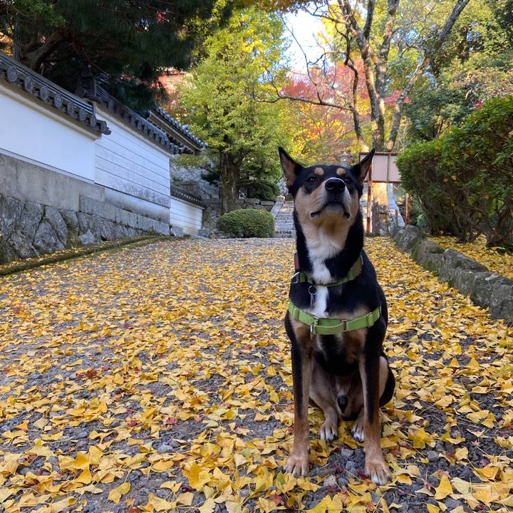 6185687c 6eb3 4102 81c6 8c21c3d0751a 1605179923174