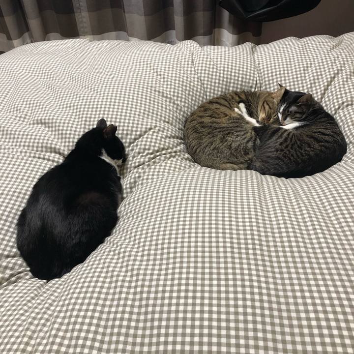 6186a3bc 8245 4fe0 9f84 b5173f00080f 1544850289798