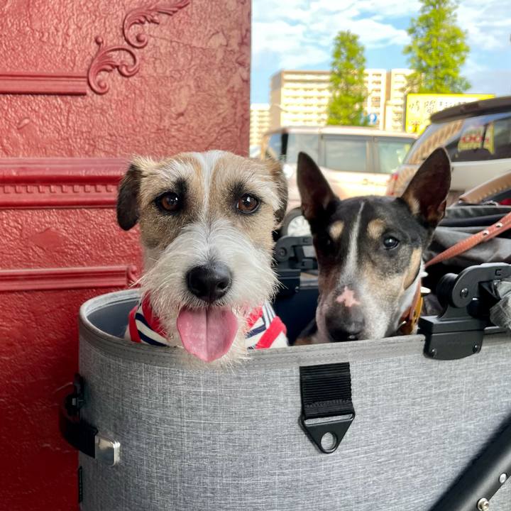 6186ad78 65e8 493f a78d 8bf5fb30fb23 1624536390675