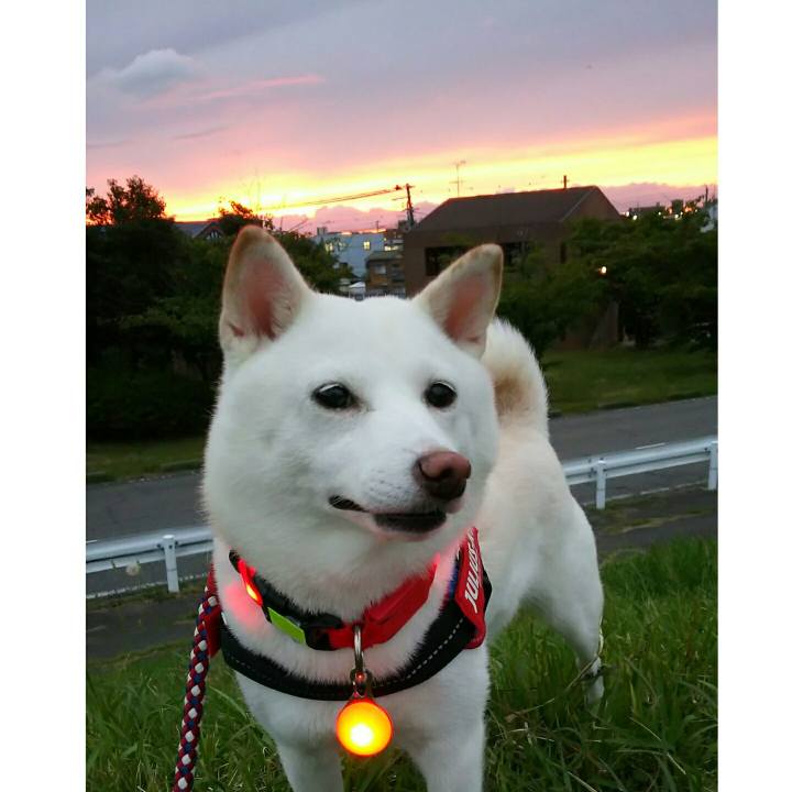 618a0118 1921 4940 8fa2 4dd56c3712d4 1568800095743