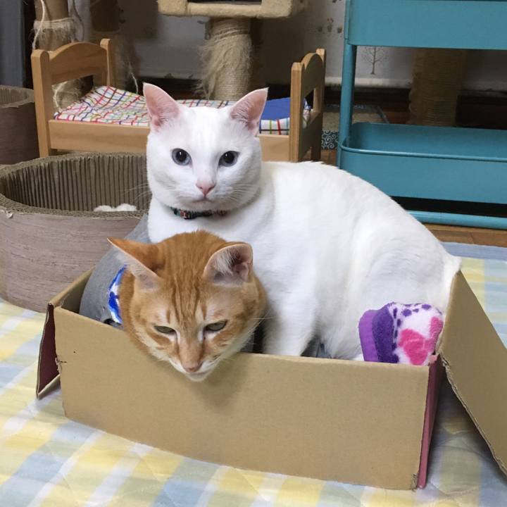 618db74f de91 4899 a18f 6d6c278ddac7 1538998811489