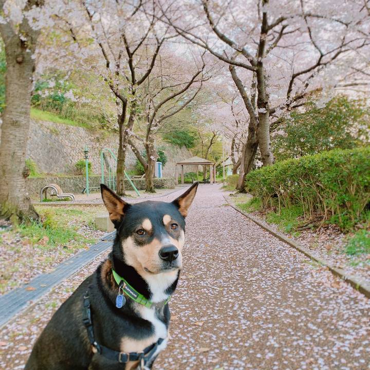 618eafa0 7a7e 4625 9102 f53b6eed9c98 1554993377473