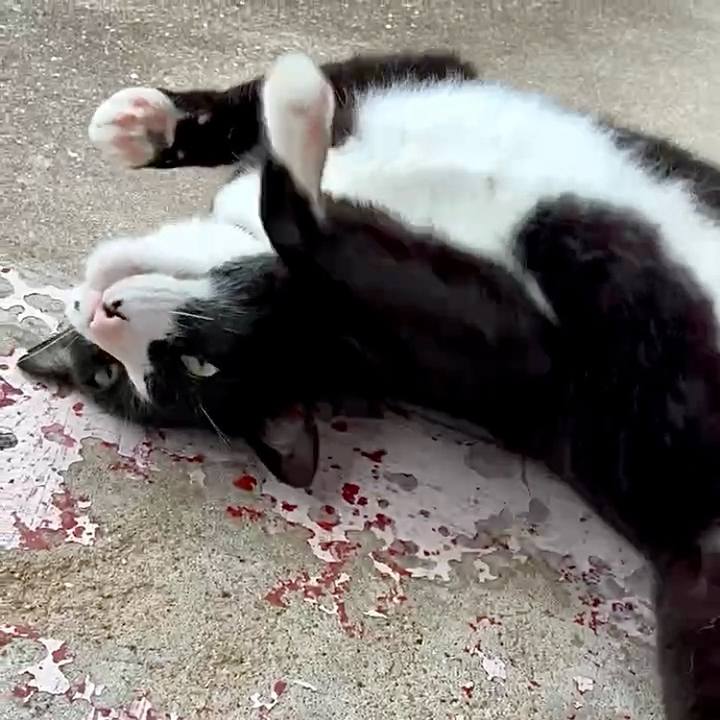 618ebd40 2590 4535 a88a 11ec2fa2ce88 1750474461464