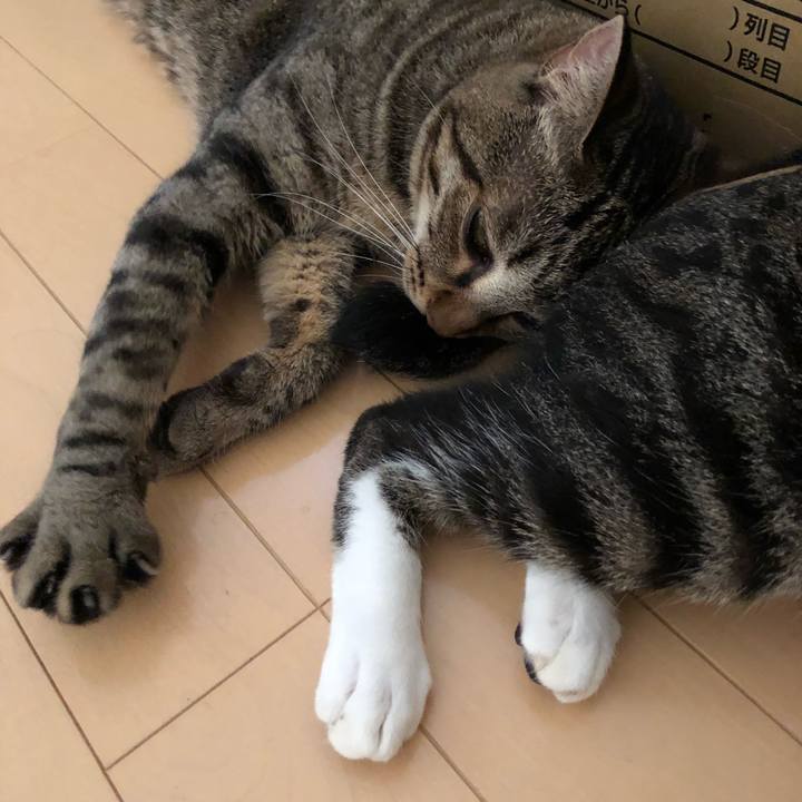 618f3b41 a9fd 4ec5 8c5f 4044919480db 1531686107819