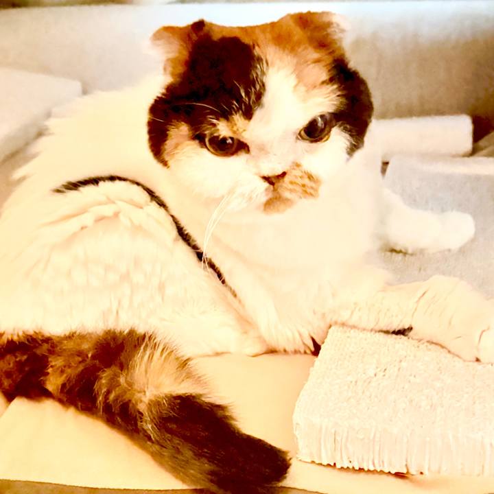 618fc60b 5d7a 4980 b20e a5bd3b4e8fcf 1765090384988