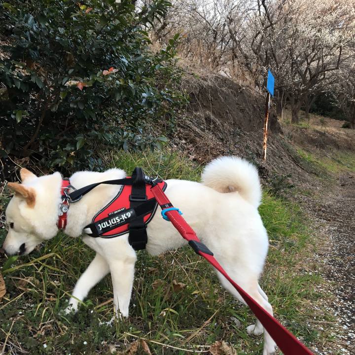 61905ad6 0427 42c1 bc7d 24a874b5fc32 1550481995265