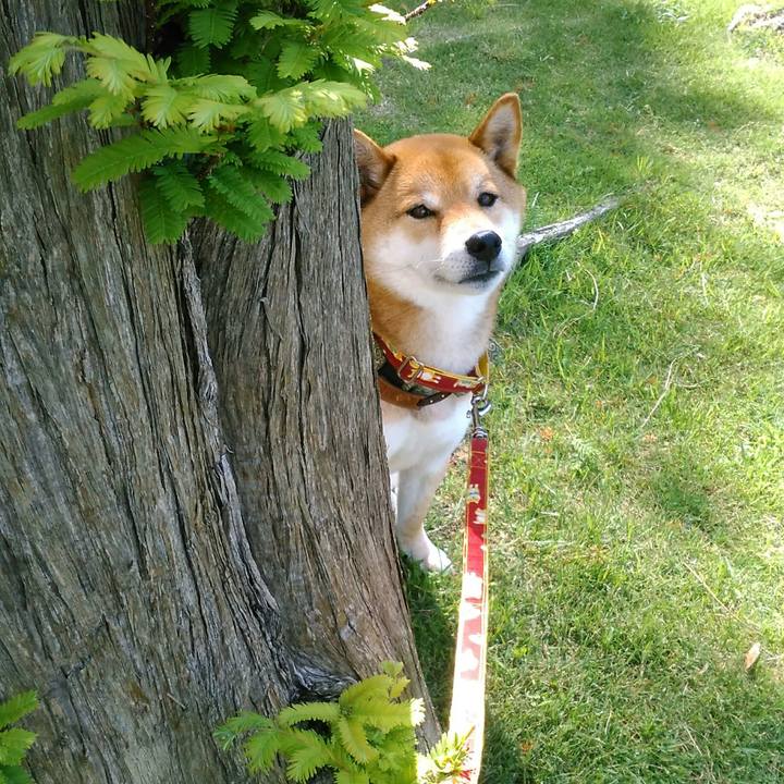 61912aba c280 420d a6d3 7c3ee3740771 1526341820027