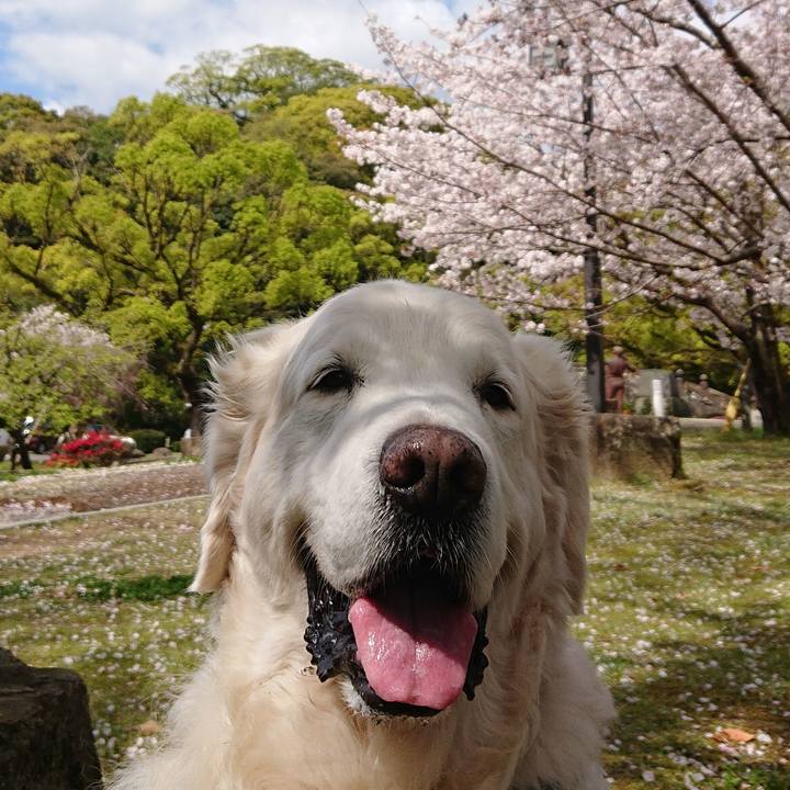 61933e91 a0b6 4824 a936 04dae8e1f885 1588025050036