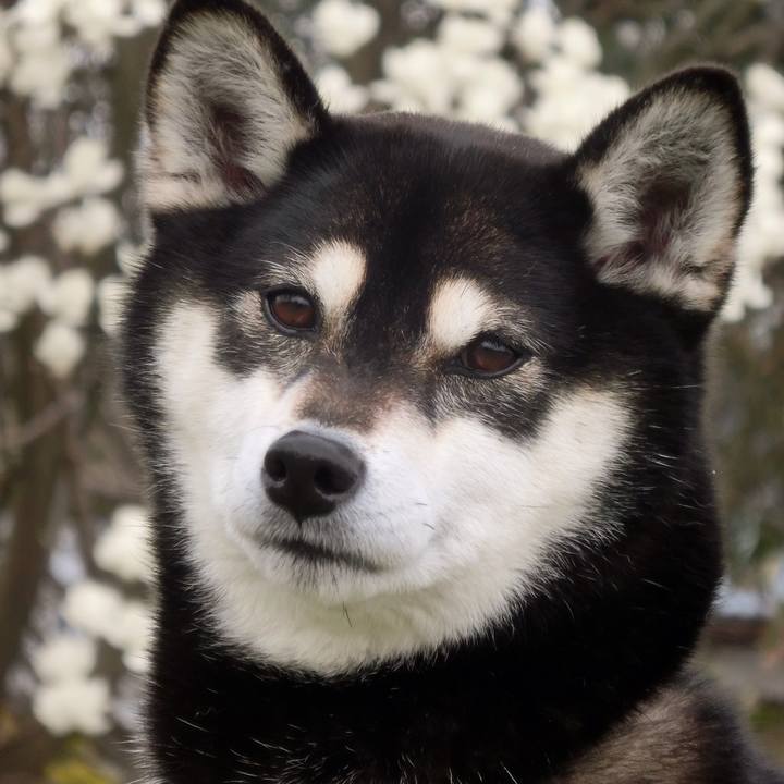 6193b80c f0fb 4524 adbc 6efa67a0332b 1522920245978