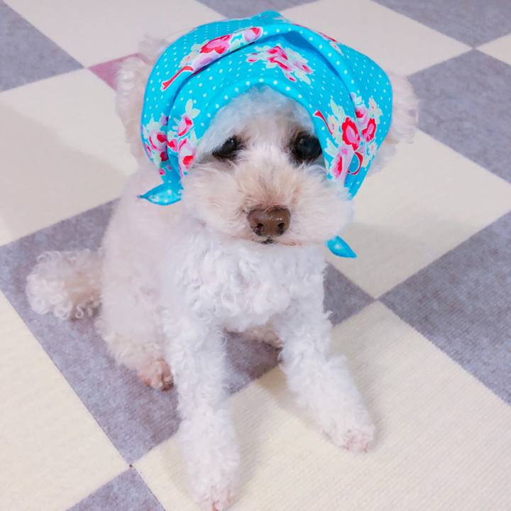 61945bb5 8df2 4563 9408 586ea0b0c42e 1545959743180