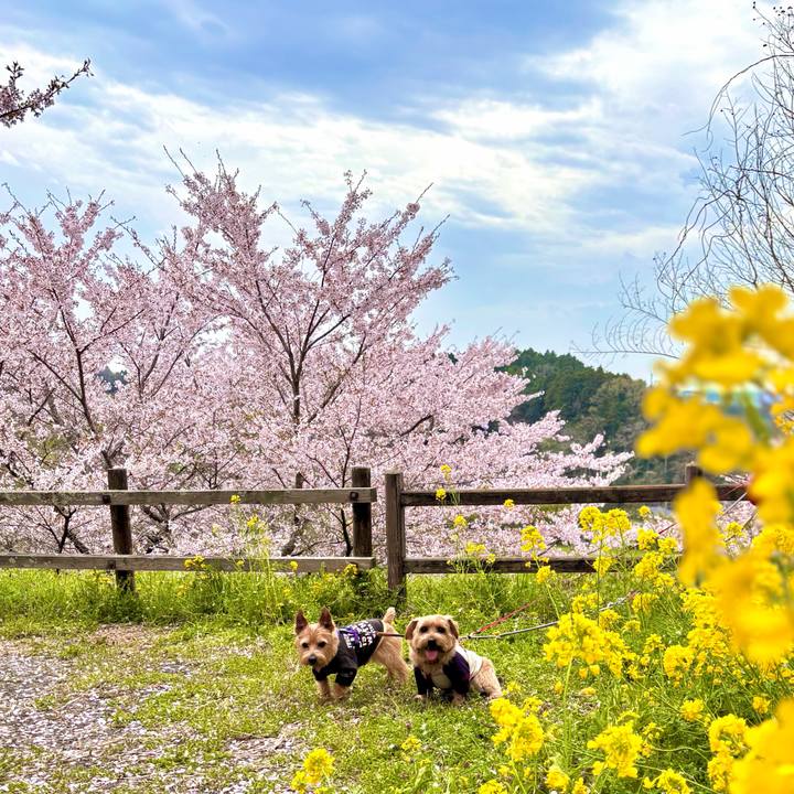 61945f28 1f1d 4d32 9a04 e8a712058ea5 1763735910184