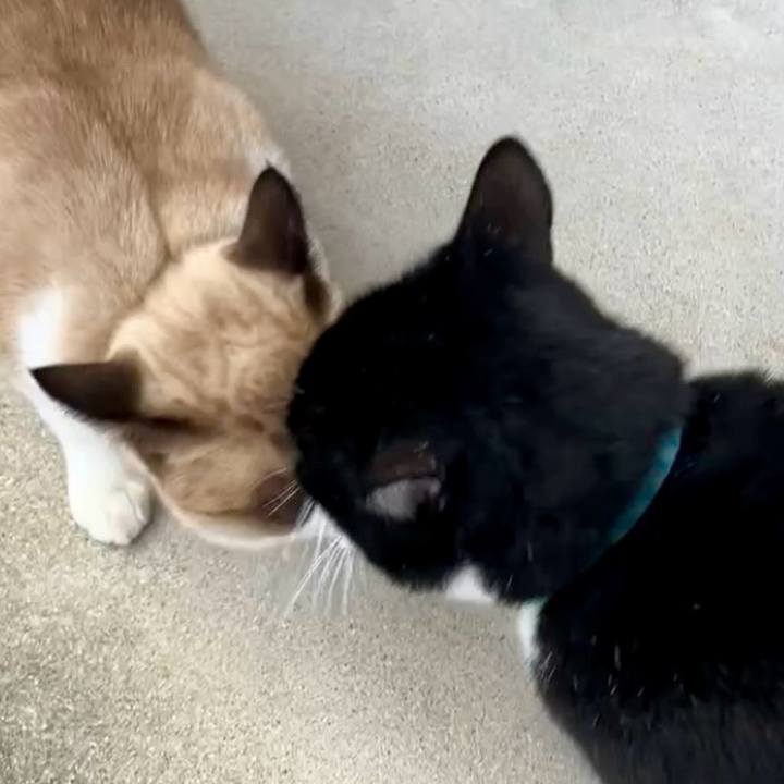 6194dbe3 4308 4d2c 80ca 15e3849a61f0 1732605608121