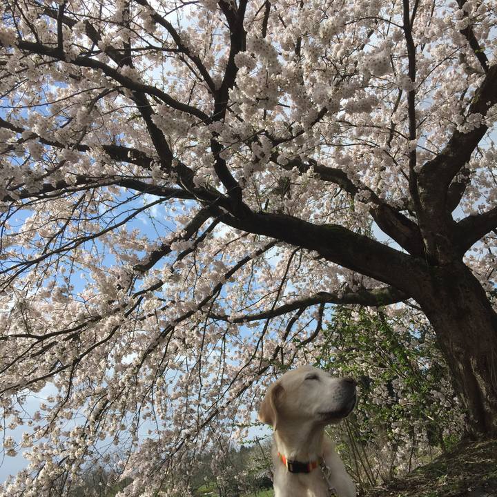 61962842 b567 400a 811a 1e4f9a5db497 1555190795960